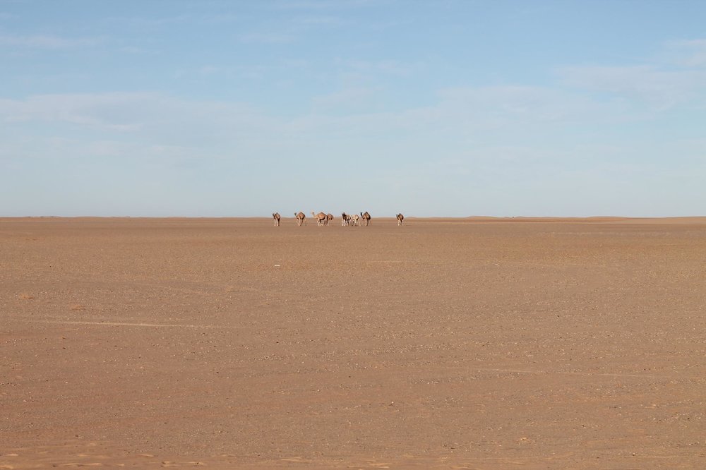 Sahara + 48&#176;C.jpg